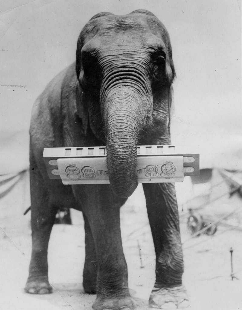 Illustration for article titled Strange Historic Photos Of Intelligent Animals